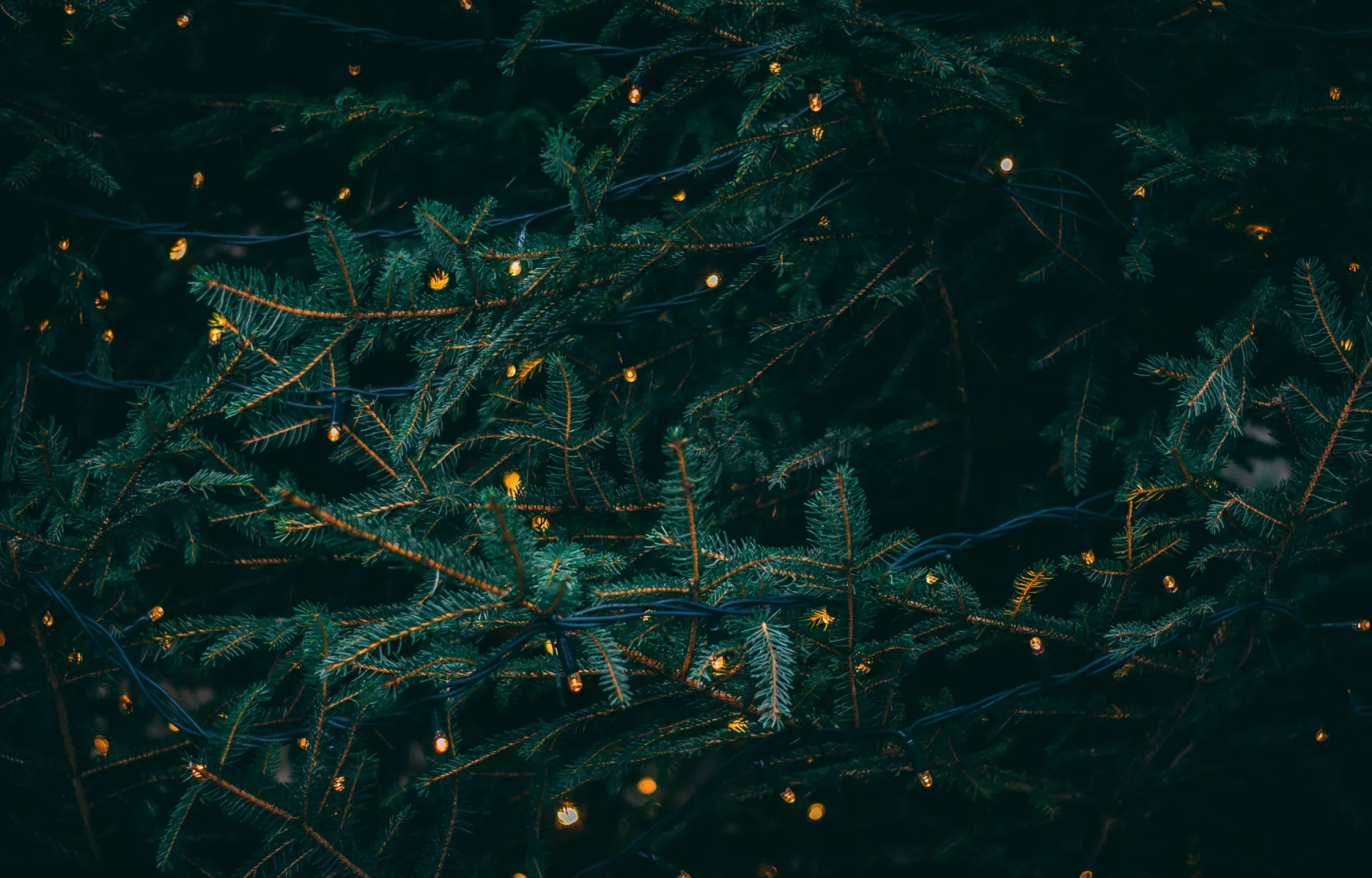 Weihnachtsbaum mit Lichterkette geschmückt